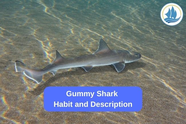 Gummy Shark Habit and Description